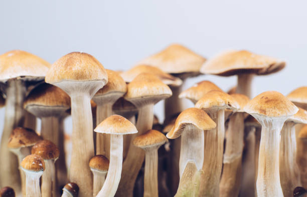 The Benefits of mushrooms: Why you should eat more mushrooms!