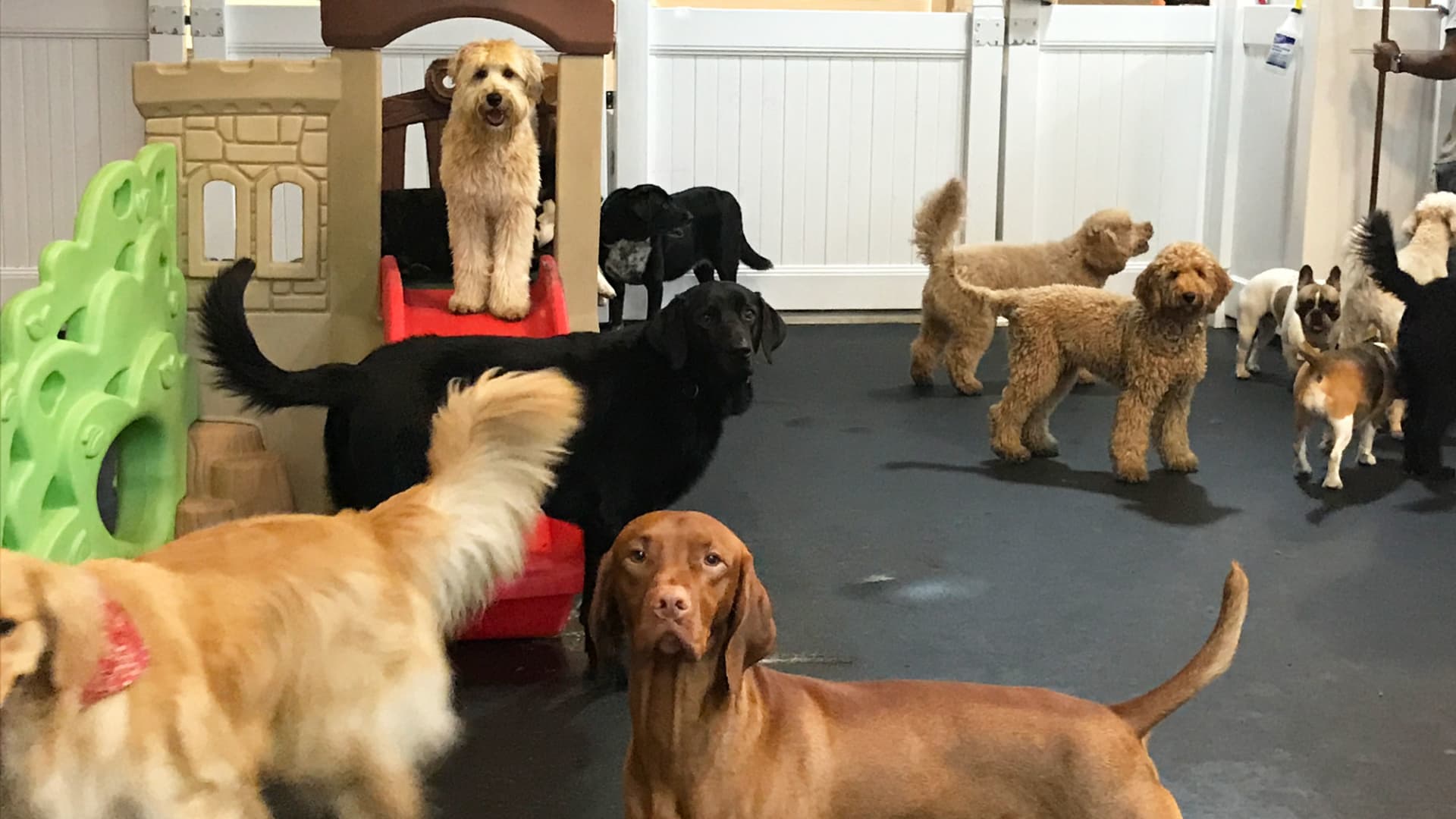 The best rooms for your dog will be in pet boarding