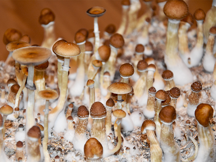 Shrooms detroit: Detroit’s major firm to buy magic mushrooms