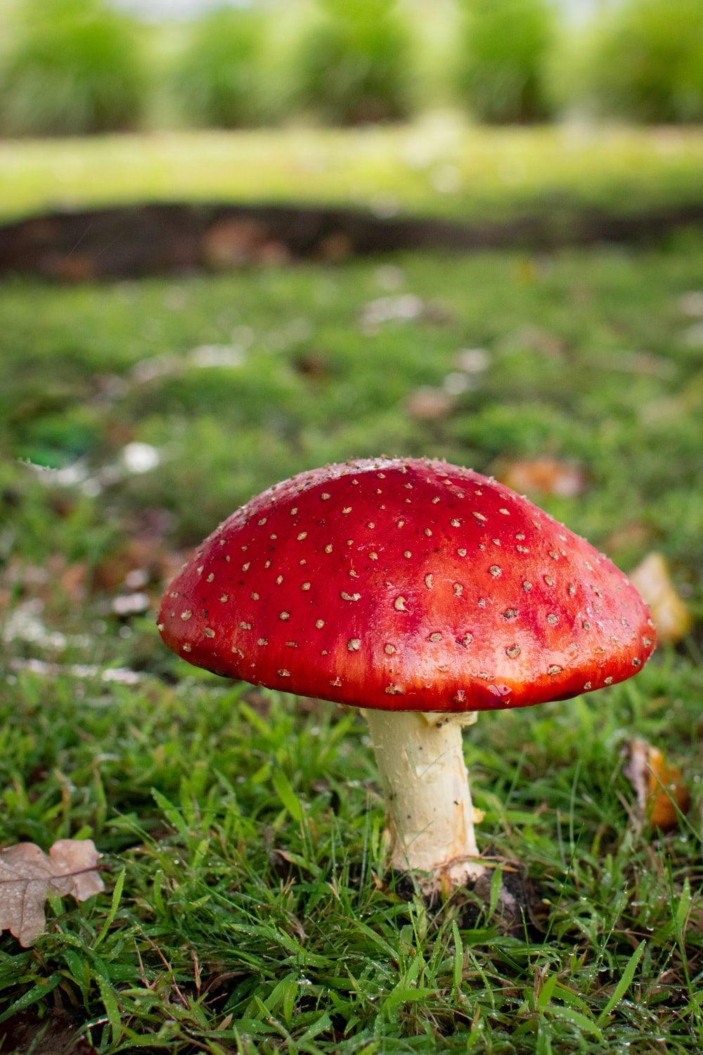 Look for a Magic mushrooms detriot sale depending on where you’re staying or where you live