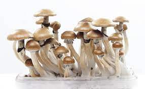 Shrooms canada has an array of shrooms online