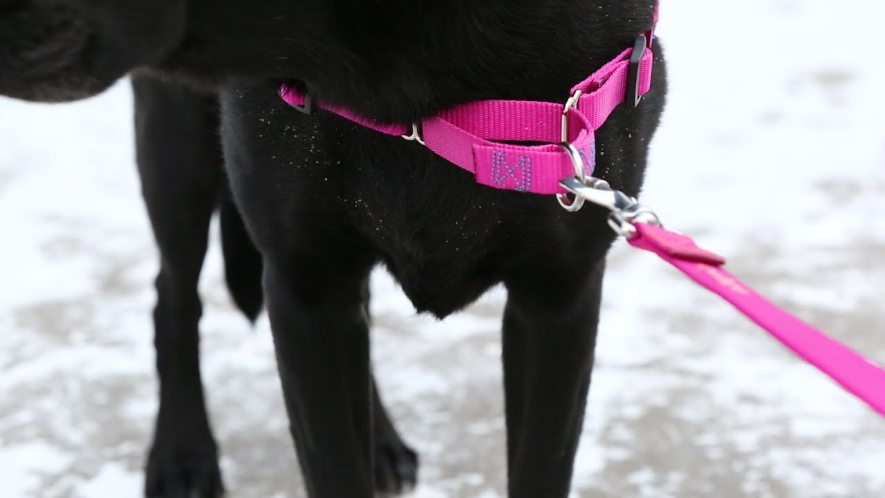 Keep your family pet in your collection by purchasing personalized dog harness?