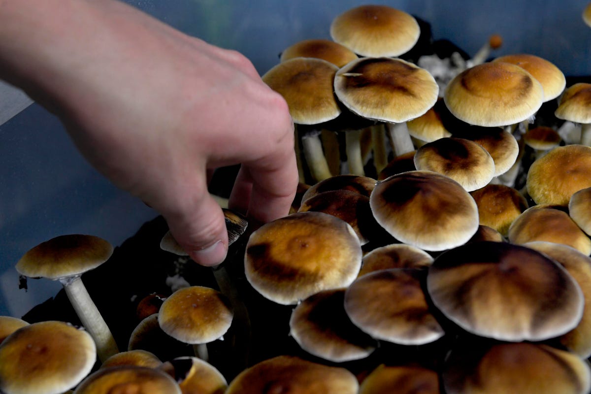 Whatever you didn’t know about the shrooms dc