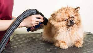 Learn why you need to get a excellent-quality dog hair dryer