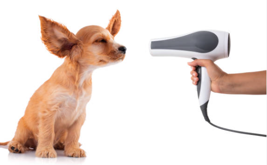 Receive The Dog Completely ready for virtually any Function by using a Successful Blow Dryer