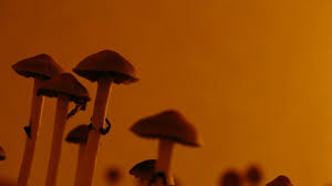 The greatest help support assist aid assist guide obtaining new new mushrooms in Washington, DC