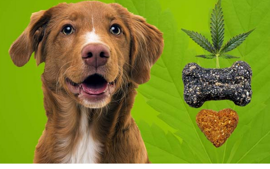 Best CBD Dog Treats for Happy and Healthy Pups